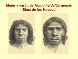 Mujer y varón de Homo heidelbergensis
         (Sima de los Huesos)
 