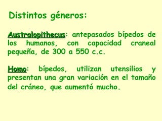 Distintos géneros:

Australopithecus: antepasados bípedos de
Australopithecus
los humanos, con capacidad craneal
pequeña, de 300 a 550 c.c.

Homo: bípedos, utilizan utensilios y
Homo
presentan una gran variación en el tamaño
del cráneo, que aumentó mucho.
 