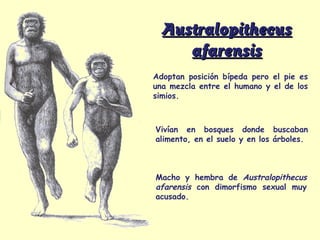 Australopithecus
     afarensis
Adoptan posición bípeda pero el pie es
una mezcla entre el humano y el de los
simios.



Vivían en bosques donde buscaban
alimento, en el suelo y en los árboles.



Macho y hembra de Australopithecus
afarensis con dimorfismo sexual muy
acusado.
 