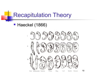 10
Recapitulation Theory
 Haeckel (1866)
10
 