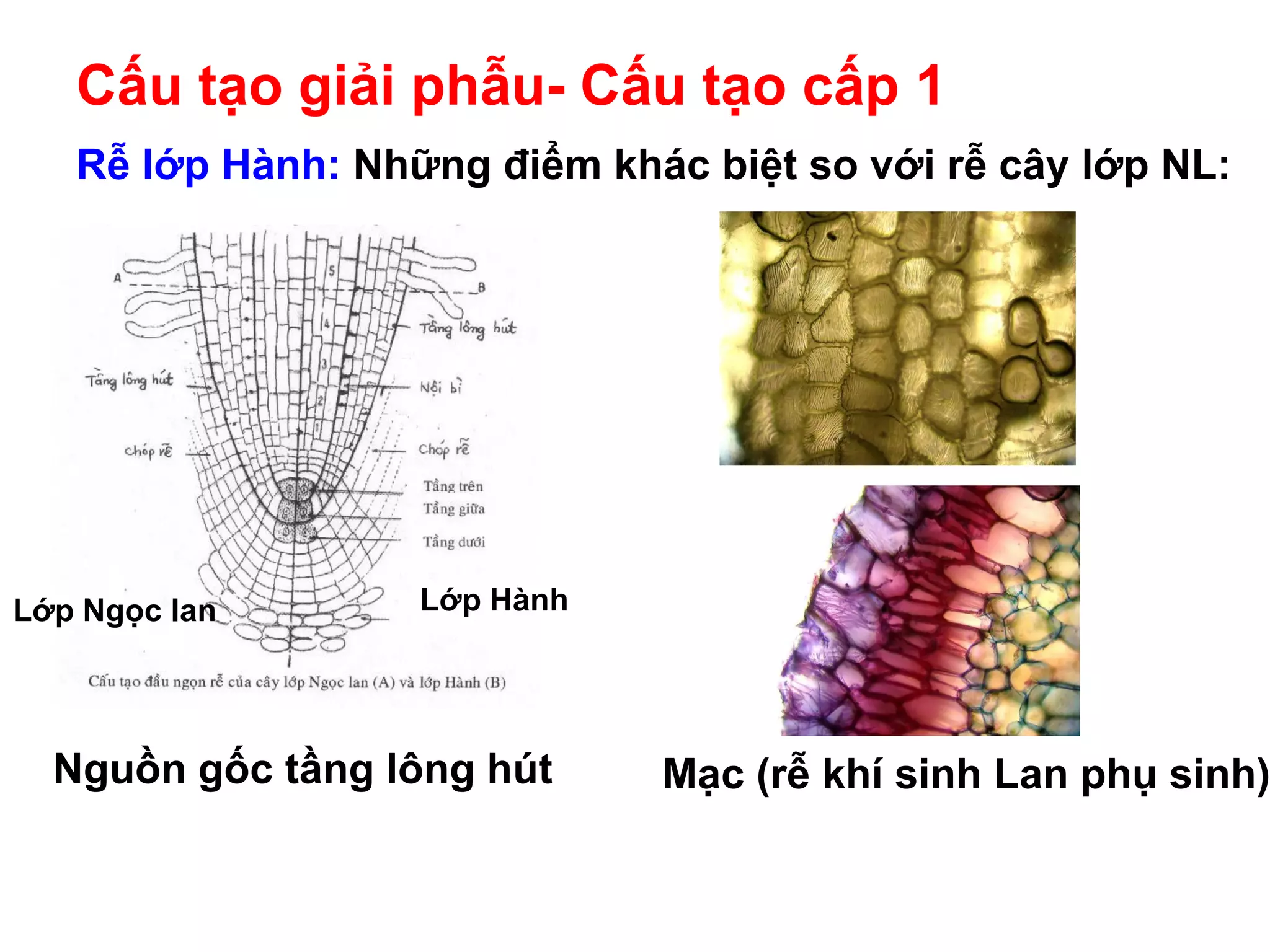 Rễ Cây | PDF