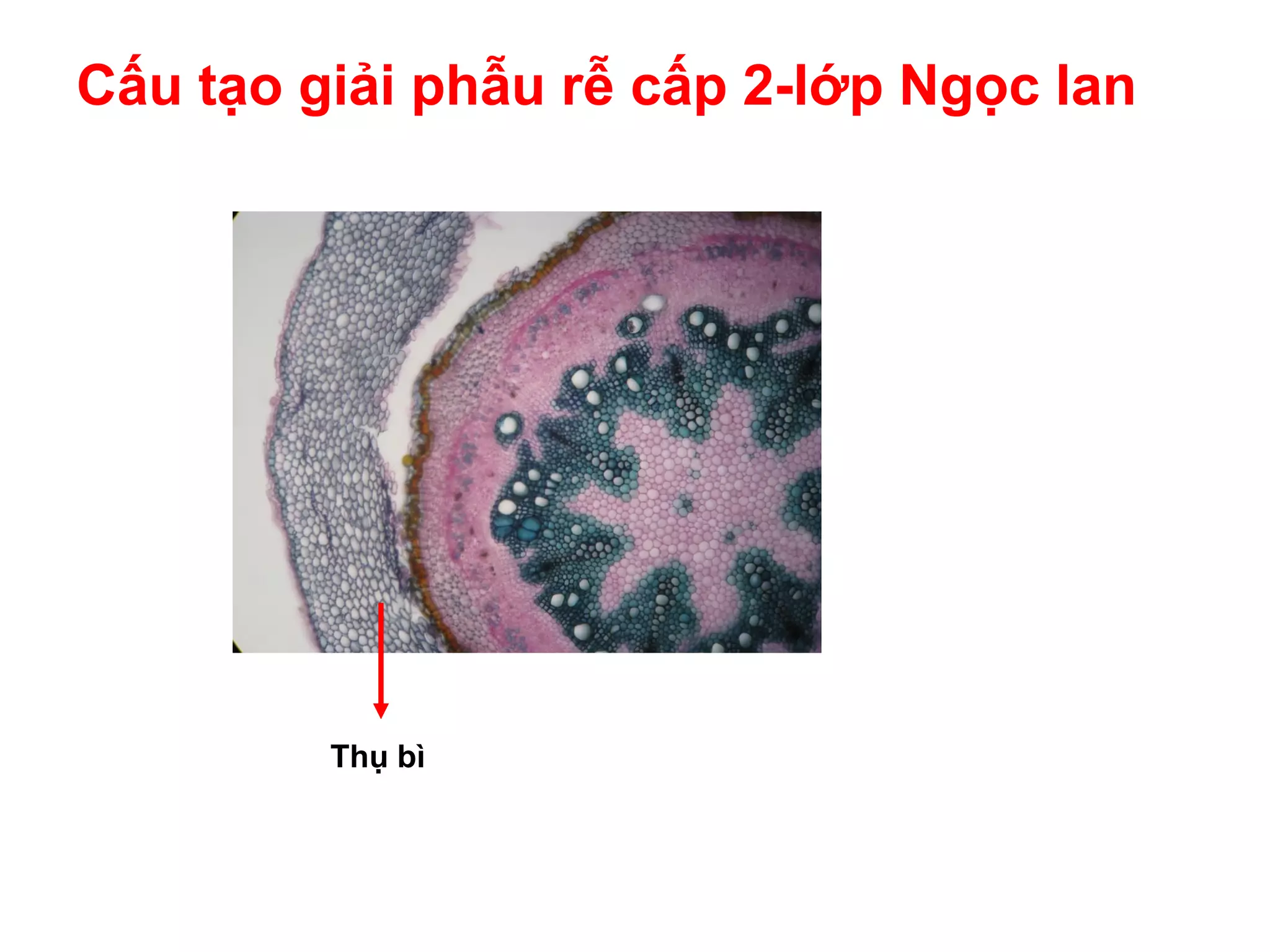 Rễ Cây | PDF