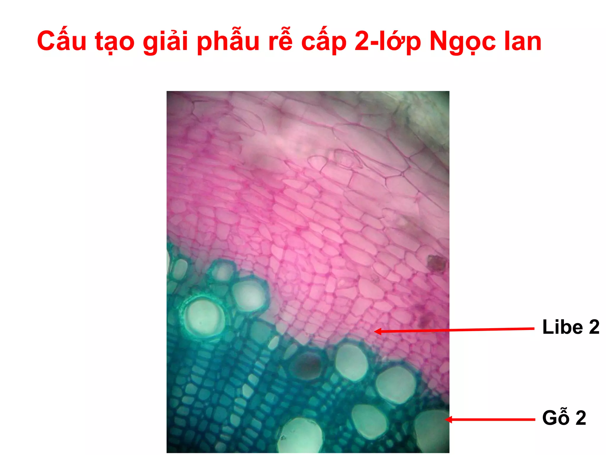 Rễ Cây | PDF