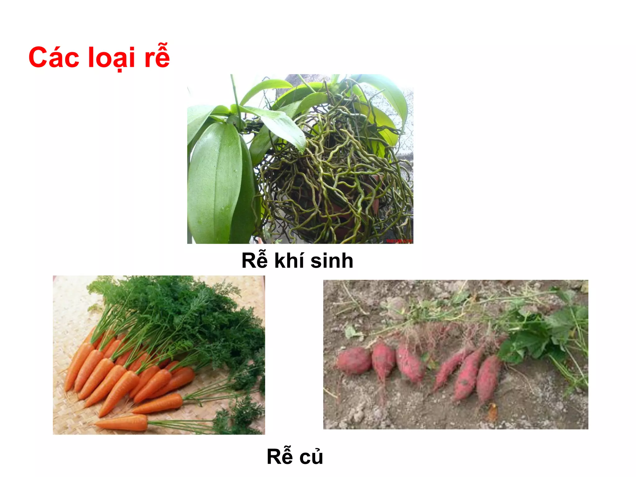 Rễ Cây | PDF