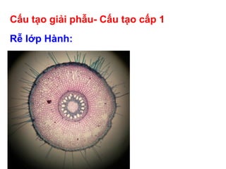 Cấu tạo giải phẫu- Cấu tạo cấp 1
Rễ lớp Hành:
 