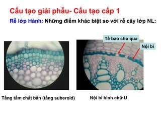 Cấu tạo giải phẫu- Cấu tạo cấp 1
Rễ lớp Hành: Những điểm khác biệt so với rễ cây lớp NL:
Tầng tẩm chất bần (tầng suberoid) Nội bì hình chữ U
Tế bào cho qua
Nội bì
 