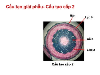 Cấu tạo giải phẫu- Cấu tạo cấp 2
Cấu tạo cấp 2
Bần
Gỗ 2
Libe 2
Lục bì
 