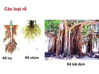 Các loại rễ
Rễ trụ Rễ chùm
Rễ bất định
 