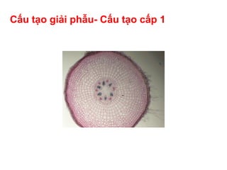 Rễ Cây | PDF
