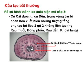 Nêu đặc điểm của rễ thích nghi với chức năng hút nước