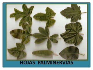 HOJAS  PALMINERVIAS