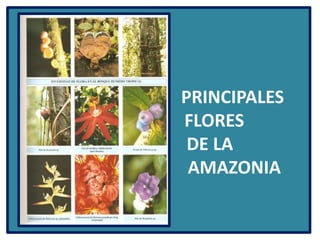 P                               PRINCIPALES                          FLORES                        DE LA                                  AMAZONIA