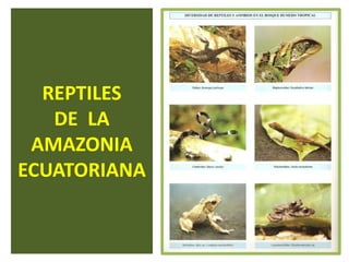 REPTILESDE  LAAMAZONIAECUATORIANA