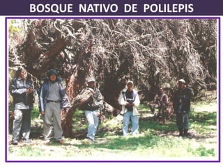 BOSQUE  NATIVO  DE  POLILEPIS,[object Object]