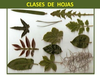 CLASES  DE  HOJAS,[object Object]