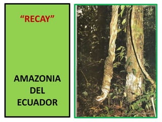 “RECAY”AMAZONIADELECUADOR,[object Object]