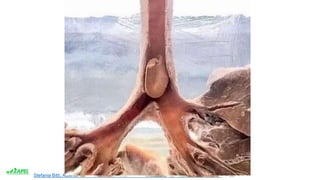 Stefania Bitti, Alberto Ferrando, Giancarlo Ottonello, Chiara Torrisi . www.apel-pediatri.it.
 