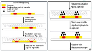 PCR Autoradiography and DNA Sequencing.pptx