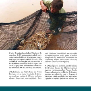 1 Aqüicultura aquiculture




  O setor de aqüicultura da EAFCol dispõe de      bari (Astianax bimaculatus), carpa capim
  uma área de 7,5 hectares destinada à pisci-     (Ctenopharyngodon idella), pacu (Piaractus
  cultura, distribuída em 63 viveiros e 5 lago-   mesopotamicus), tambaqui (Colossoma ma-
  as, e capacidade para produzir de dois a três   cropomum), tilápia (Oreochromis niloticus),
  milhões de alevinos por ano. Atualmente, a      curimba (Prochilodus margravii).
  EAFCol oferece assistência técnica para cer-
  ca de 300 pequenos produtores e comerciali-     A EAFCol possui, também, um laboratório
  za, em média, 500 mil alevinos, anualmente.     de Reversão Sexual de Tilápias (segundo
                                                  lugar na etapa nacional do Prêmio Técnico
  O Laboratório de Reprodução de Peixes           Empreendedor), com o objetivo de fornecer
  Tropicais opera com a produção de diver-        alevinos, contribuindo para o desenvolvi-
  sas espécies: matrinxã (Brycon cephalus),       mento da cadeia produtiva da aqüicultura
  piauçu (Leporinus macrocephalus), lam-          capixaba. A técnica consiste em inibir a for-
 