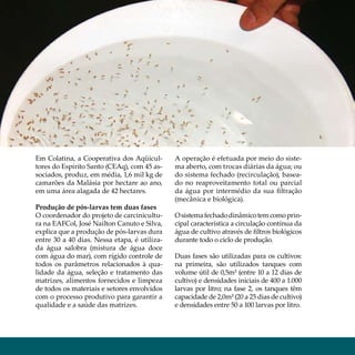 22 Aqüicultura aquiculture




  Em Colatina, a Cooperativa dos Aqüicul-       A operação é efetuada por meio do siste-
  tores do Espírito Santo (CEAq), com 45 as-    ma aberto, com trocas diárias da água; ou
  sociados, produz, em média, 1,6 mil kg de     do sistema fechado (recirculação), basea-
  camarões da Malásia por hectare ao ano,       do no reaproveitamento total ou parcial
  em uma área alagada de 42 hectares.           da água por intermédio da sua filtração
                                                (mecânica e biológica).
  Produção de pós-larvas tem duas fases
  O coordenador do projeto de carcinicultu-     O sistema fechado dinâmico tem como prin-
  ra na EAFCol, José Nailton Canuto e Silva,    cipal característica a circulação contínua da
  explica que a produção de pós-larvas dura     água de cultivo através de filtros biológicos
  entre 30 a 40 dias. Nessa etapa, é utiliza-   durante todo o ciclo de produção.
  da água salobra (mistura de água doce
  com água do mar), com rígido controle de      Duas fases são utilizadas para os cultivos:
  todos os parâmetros relacionados à qua-       na primeira, são utilizados tanques com
  lidade da água, seleção e tratamento das      volume útil de 0,5m³ (entre 10 a 12 dias de
  matrizes, alimentos fornecidos e limpeza      cultivo) e densidades iniciais de 400 a 1.000
  de todos os materiais e setores envolvidos    larvas por litro; na fase 2, os tanques têm
  com o processo produtivo para garantir a      capacidade de 2,0m³ (20 a 25 dias de cultivo)
  qualidade e a saúde das matrizes.             e densidades entre 50 a 100 larvas por litro.
 