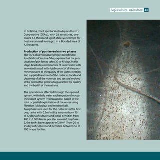 Aqüicultura aquiculture 23




In Colatina, the Espírito Santo Aquiculturists
Cooperative (CEAq), with 28 associates, pro-
duces 1.6 thousand kg of Malasya shrimps for
hectare(annual average), in a flooded area of
42 hectares.

Production of pos-larvae has two phases
The EAFCol carniciculture project coordinator,
José Nailton Canuto e Silva, explains that the pro-
duction of pos-larvae takes 30 to 40 days. In this
stage, brackish water (mixture of sweetwater with
seawater)is used, with rigid control of all the para-
meters related to the quality of the water, election
and supplied treatment of the matrices, foods and
cleanness of all the materials and sectors involved
in the productive process to guarantee the quality
and the health of the matrices.

The operation is effected through the opened
system, with daily water exchanges; or through
the closed system (recirculation), based in the
total or partial exploitation of the water using
filtration (biological and mechanical).
Two phases are used for the cultures: in the first
one, tanks with 0.5m³ utility volume (from 10
to 12 days of culture) and initial densities from
400 to 1,000 larvae per liter are used; in phase
2, the tanks have capacity of 2.0m³ (from 20 to
25 days of culture) and densities between 50 to
100 larvae for liter.
 