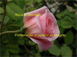 Música: Serenade  Formatação: o caçador de imagens 