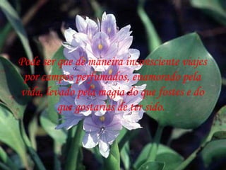 Pode ser que de maneira inconsciente viajes por campos perfumados, enamorado pela vida, levado pela magia do que fostes e do que gostarias de ter sido.  