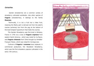 Curiosities


      Garden strawberries are a common variety of
strawberry cultivated worldwide. Like other species of
Fragaria    (strawberries),   it    belongs   to   the   family
Rosaceae.
     Technically, it is not a fruit but a false fruit,
meaning the fleshy part is derived not from the plant's
ovaries (achenes) but from the peg at the bottom of
the bowl-shaped hypanthium that holds the ovaries.
     The Garden Strawberry was first bred in Brittany,
France in 1740 via a cross of Fragaria virginiana from
eastern North America , which was noted for its flavor,
and Fragaria chiloensis from Chile brought by Amédée-
François Frézier, which was noted for its large size.
     Cultivars of Fragaria × ananassa have replaced, in
commercial     production,    the    Woodland      Strawberry,
which was the first strawberry species cultivated in the
early 17th century.
 