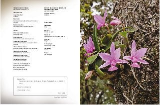 Fundação Banco do Brasil
www.fundacaobancodobrasil.org.br
Diretoria-Executiva
Jorge Alfredo Streit
Presidente
Dênis Corrêa
Diretor-Executivo de Gestão de Pessoas, Controladoria
e Logística
Éder Marcelo de Melo
Diretor-Executivo de Desenvolvimento Social
Gestores
Alfredo Leopoldo Albano Júnior
Secretário-Executivo
Claiton José Mello
Gerente de Comunicação e Mobilização Social
Fernando da Nóbrega Júnior
Gerente de Monitoramento e Assessoramento Técnico
de Projetos
Jefferson D’Ávila de Oliveira
Gerente de Parcerias, Articulações e Tecnologia Social
José Climério Silva de Souza
Gerente de Finanças e Controladoria
José Maurício Soriano Berçot
Gerente de Tecnologia da Informação
Júlio Maria de Lima Caetano
Gerente de Trabalho e Renda
Lenira de Souza Santos Stringhetti
Gerente de Pessoas e Infraestrutura
Marcos Fadanelli Ramos
Gerente de Educação e Cultura
Instituto Brasília para o Bem-Estar do
Servidor Público – IBESP
www.ibespbrasil.org.br
Luiz Carlos do Carmo
Presidente
FICHA TÉCNICA
Rita Medeiros
Autora
Mel Portela
Produção e pesquisa
Tainá Zaneti
Chef e especialista em tecnologia de alimentos
Lula Lopes
Fotógrafo
Ct. Comunicação
Projeto Gráfico e Design
Yana Palankof
Revisão
Tiragem
2.000 exemplares
CDD 641.59
Medeiros, Rita.
Gastronomia do cerrado / Rita Medeiros. – Brasília : Fundação Banco do Brasil, 2011.
200 p.
ISBN 978-85-61534-11-0
1. Gastronomia. I. Título.
Suzana Dias da Silva CRB-1964
 