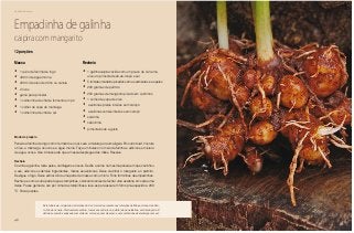 48
Delícias toda hora
Massa
•	 1 quilo de farinha de trigo
•	 400 ml de água morna
•	 200 ml de óleo de milho ou canola
•	 2 ovos
•	 gema para pincelar
•	 1 colherinha de chá de fermento em pó
•	 1 colher de sopa de manteiga
•	 1 colherinha de chá de sal
Recheio
•	 1 galinha caipira cozida com um pouco de cúrcuma,
urucum, pimenta dedo-de-moça e sal
•	 5 tomates maduros picados sem as sementes e as peles
•	 200 gramas de palmito
•	 250 gramas de mangarito picado em cubinhos
•	 1 colher de sopa de óleo
•	 azeitonas pretas inteiras sem caroço
•	 azeitonas verdes inteiras sem caroço
•	 salsinha
•	 cebolinha
•	 pimenta bode a gosto
Empadinha de galinha
caipira com mangarito
Modo de preparo
Peneire a farinha de trigo com o fermento e o sal. Leve a mistura para uma tigela. Em outro bowl, misture
o óleo, a manteiga, os ovos e a água morna. Faça um buraco no meio da farinha e adicione a mistura
de água, ovos e óleo. Amasse até que a massa despregue das mãos. Reserve.
Recheio
Cozinhe a galinha, retire peles, cartilagens e ossos. Desfie a carne na mesma panela em que cozinhou
a ave, adicione os demais ingredientes, menos as azeitonas. Deixe cozinhar o mangarito e o palmito.
Desligue o fogo. Deixe esfriar. Abra uma parte da massa com um rolo. Forre forminhas de empadinhas.
Recheie e com a outra parte faça as tampinhas, colocando antes de fechar uma azeitona em cada uma
delas. Passe gema de ovo por cima das tampinhas e leve-as para assar em forno pré-aquecido a 200
ºC. Sirva quentes.
12 porções
Este tubérculo, originário da América do Sul, foi muito presente nas refeições de Minas, Goiás, São Pau-
lo, Rio de Janeiro. Praticamente extinto, fomos encontrá-lo no quintal da dona Idalina, em Pirenópolis. É
delicioso cozido e adoçado com melado, mel ou açúcar mascavo e uma colherinha de manteiga com sal.
 