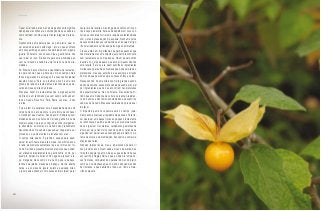 Trazer o Cerrado para o mundo da gastronomia significa
não apenas reconhecer a sofisticação de seus sabores,
como também contribuir para manter íntegra a mata na-
tiva.
Gastronomia é uma palavra que , ao pé da letra, quer di-
zer estudo das leis do estômago – isto é, o que acontece
em nosso estômago quando nos deliciamos com alguma
iguaria. Entretanto, nos nossos dias a gastronomia não
quer dizer só isso. Ela aponta para uma atividade que
vem se tornando a cada dia uma fonte nova de oportu-
nidades.
Em Brasília, basta olharmos a quantidade de restauran-
tes para concluir que se trata de um dos campos mais
fortes de geração de empregos. E essas oportunidades
deverão crescer. Para os próximos anos há uma lista
grande de redes de restaurantes e lanchonetes que de-
verão abrir suas portas na cidade.
Mas esse boom de restaurantes não é algo específico
do Brasil, é um fenômeno que vem sendo verificado em
todo o mundo: Nova York, Paris, Roma, Londres... E não
é à toa.
É que, além de satisfazer uma necessidade básica do
corpo humano, o ato de comer é uma forma de conhecer
o mundo em que vivemos. Sendo assim, múltiplas possi-
bilidades de uso dos frutos do Cerrado ganham a cada
dia mais espaço, pois, ao contrário de outros já largamen-
te difundidos, os aromas do Cerrado são praticamente
desconhecidos. Há sabores que sequer chegaram a ser
provados, o que dizer então de receitas com eles...
O campo está aberto. É grande o espaço para quem
quiser investir nesta área, até porque, nos últimos anos,
a rede de produtos sustentável que se formou em tor-
no do Cerrado apresenta diversos produtos que podem
ser utilizados imediatamente na gastronomia, como, por
exemplo, polpas de frutas como cagaita, araticum, ara-
çá, mangaba; óleos como o de buriti, pequi e babaçu;
farinhas de jatobá, macaúba e babaçu; mel de abelha
nativa; e as carnes de jacaré, cateto e queixada. Aliás,
o leitor pode estranhar como esses animais foram parar
neste livro de receitas, mas longe de constituir um incen-
tivo à caça predatória, trata-se de trabalhar um novo con-
ceito que consiste em criar uma rede de sustentabilidade
com vistas à preservação da espécie. Nenhuma carne
desses animais deve ser adquirida que não seja de frigo-
rífico devidamente certificado pelos órgãos ambientais.
Cresce, então, em importância o papel das pessoas que
lidam diariamente com alimentos, seja numa lanchonete,
num restaurante ou num quiosque. Há um papel político
inserido no corpo daquele que está ali desenvolvendo
uma receita. É ele, ou ela, quem escolhe os ingredientes
muitas vezes para uma sobremesa que pode ser até des-
pretensiosa, mas sua escolha é que assinala a direção
do mundo que queremos para os nossos filhos e netos.
Nesse sentido, há uma diferença muito grande quando,
dentro da cozinha, esses profissionais passam a procurar
por ingredientes que não se encontram nas prateleiras
dos supermercados, mas na floresta. Eles estão permi-
tindo que uma mudança de cultura se realize. Atualmen-
te, não somos e não fomos acostumados a descobrir os
sabores do Cerrado. Mas essa realidade não precisa ser
imutável.
O impacto de uma nova postura será no campo, justa-
mente aonde precisa ser rapidamente pensado. Para tra-
zer qualquer uma dessa frutas ao pequeno restaurante,
ou lanchonete, ou ainda a uma rede, os produtores terão
de se organizar. Os coletores, verdadeiros guardiões da
árvore em pé (e não morta virando carvão), terão de se
organizar em parcerias ou associações para definir o sis-
tema de coleta e de distribuição, transporte e comercia-
lização das frutas.
Não são tarefas fáceis, mas a repercussão poderá vir
nos próximos anos. Quem sabe um suco de araticum se
torne tão popular quanto o de açaí, que antes tinha seu
uso restrito à Região Norte e que a cada dia rompe no-
vas fronteiras, conquistando o paladar do mundo inteiro,
como se nos mostrasse que no mundo dos sabores não
há fronteiras, e que habitamos, todos, um lindo e mara-
vilhoso planeta.
16
Introdução
 