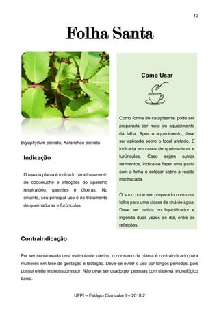 10
UFPI – Estágio Curricular I – 2018.2
Folha Santa
Bryophyllum pinnata; Kalanchoe pinnata
Contraindicação
Por ser considerada uma estimulante uterina, o consumo da planta é contraindicado para
mulheres em fase de gestação e lactação. Deve-se evitar o uso por longos períodos, pois
possui efeito imunossupressor. Não deve ser usado por pessoas com sistema imunológico
baixo.
Indicação
O uso da planta é indicado para tratamento
de coqueluche e afecções do aparelho
respiratório, gastrites e úlceras. No
entanto, seu principal uso é no tratamento
de queimaduras e furúnculos.
Como Usar
Como forma de cataplasma, pode ser
preparada por meio do aquecimento
da folha. Após o aquecimento, deve
ser aplicada sobre o local afetado. É
indicada em casos de queimaduras e
furúnculos. Caso sejam outros
ferimentos, indica-se fazer uma pasta
com a folha e colocar sobre a região
machucada.
O suco pode ser preparado com uma
folha para uma xícara de chá de água.
Deve ser batida no liquidificador e
ingerida duas vezes ao dia, entre as
refeições.
 