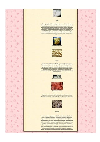 Paris


  É o mais conhecido, com o seu pé pequeno e o seu chapéu
branco. É cultivado na escuridão, sobre estrume de cavalo em
   decomposição, ao cultivá-lo em caves escuras, evita-se o
aparecimento de outras plantas e de outros bolores, que estão
   no estrume à espera de aparecer, sendo necessárias boas
condições de humidade para o crescimento dos cogumelos. Se
 tudo for bem feito, os cogumelos podem ser colhidos ao fim
 de 30 dias.Atualmente, e ao contrário do que o nome indica,
 são os Países Baixos os maiores produtores de cogumelos de
                            Paris.




                     Golden Mushroom




                            Enoki


   A variedade cultivada no Brasil, apresenta hastes longas e
 finas com uma pequena cabeça em formato de chapéu na cor
    branca. É apreciado crú em saladas e muito utilizado na
    preparação de pratos orientais. Quando cozido, deve ser
 adicionado no final do preparo.Pesquisas científicas relatam
     atividade anti-cancerígena e anti-tumoral. Acredita-se
também que o enoki estimule o sistema imunológico e seja um
                        anti-viral eficaz.




                     Pleurotus Natural




                      Pleurotus Salmão



  Cogumelo com corpos de frutificação de coloração rósea.
Espécie comestível, muito utilizada para decoração de pratos.




                           Shimeji



 Este é um dos cogumelos mais difundidos no mundo. Assim
 como o Shiitake, o Shimeji, cujo nome científico é Pleorotus
 Ssp, é muito consumido na Ásia, principalmente na China.O
Shimeji é uma boa fonte de lisina e vitamina B1. Mas o melhor
dele é o seu sabor delicado. Adquira-o com bom aspecto, sem
 manchas nem umidade aparente, conserve-o na geladeira e
utilize-o rapidamente. Seu sabor e aroma o tornam excelentes
para sopas, refogados e pratos de arroz.Consumido fresco ou
    desidratado, o Shimeji é consumido em pouca escala no
Brasil. Sua produção ainda é limitada. As colonias japonesas e
 