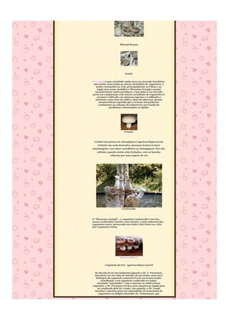 Shimeji Branco




                          Erinki


O eryngui é uma variedade muito nova no mercado brasileiro,
 mas assim como todas as outras variedades de cogumelos, é
   muito consumido na Ásia, principalmente na China e no
   Japão.Seu nome científico é Pleorotus Eryngü e possui
  características muito peculiares. Uma delas é seu elevado
porte em comparação com outras variedades de cogumelos.O
   eryngui é cultivado em câmaras especias e é utilizado o
  substrato como base de cultivo.Além de saboroso, possui
     características especiais que o tronam um poderoso
     combatente na redução do colesterol e prevenção de
              problemas relacionados ao fígado.




                          Crimini



 Crimini são primos do champignon (Agaricus bisporus).Os
    criminis são mais dourados, possuem textura textura
amanteigada e um sabor semelhante ao champignon. Eles são
   colhidos quando ainda estão fechados, com as lamelas
              cobertas por uma espécie de véu




                       Cardoncello



O "Pleurotus eryingii" , o cogumelo Cardoncello é um dos
menos conhecidos, porém, com certeza, o mais saboroso dos
cogumelos ostra, merecendo seu título o Rei-Ostra ou o Rei
dos Cogumelos Ostra.




                      Agaricus Blazei


          Cogumelo do Sol - Agaricus blasei murril


  Na década de 60 um imigrante japonês o Sr. T. Furumoto,
  descobriu em seu sítio no interior de são Paulo, uma nova
   linhagem de cogumelo comestível com um aroma muito
       semelhante a um cogumelo conhecido no Japão,
    chamado "matsutake", com o sucesso no cultivo desse
cogumelo, o Sr. Furumoto enviou uma amostra ao Japão para
    ser analisada pelo Dr. Iwade. Em seguida, o Dr. Iwade
  mandou a amostra para um especialista em taxonomia de
     cogumelos na Bélgica chamado Dr. Heinemann, que
 