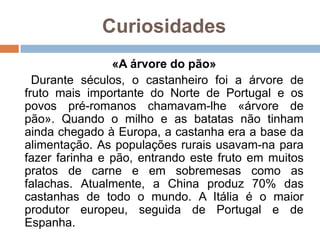 Curiosidades
                «A árvore do pão»
  Durante séculos, o castanheiro foi a árvore de
fruto mais importante do Norte de Portugal e os
povos pré-romanos chamavam-lhe «árvore de
pão». Quando o milho e as batatas não tinham
ainda chegado à Europa, a castanha era a base da
alimentação. As populações rurais usavam-na para
fazer farinha e pão, entrando este fruto em muitos
pratos de carne e em sobremesas como as
falachas. Atualmente, a China produz 70% das
castanhas de todo o mundo. A Itália é o maior
produtor europeu, seguida de Portugal e de
Espanha.
 