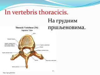 На грудним
пршљеновима.
http://goo.gl/k2Pyct
In vertebris thoracicis.
 