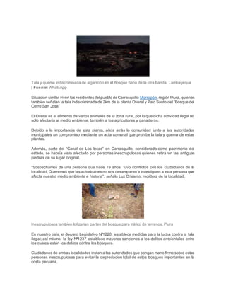 Tala y quema indiscriminada de algarrobo en el Bosque Seco de la otra Banda, Lambayeque
| Fuente: WhatsApp
Situación similar viven los residentesdelpueblo de Carrasquillo Morropón,región Piura,quienes
también señalan la tala indiscriminada de 2km de la planta Overal y Palo Santo del “Bosque del
Cerro San José”
El Overal es el alimento de varios animales de la zona rural, por lo que dicha actividad ilegal no
solo afectaría al medio ambiente, también a los agricultores y ganaderos.
Debido a la importancia de esta planta, años atrás la comunidad junto a las autoridades
municipales un compromiso mediante un acta comunal que prohíbe la tala y quema de estas
plantas.
Además, parte del “Canal de Los Incas” en Carrasquillo, considerado como patrimonio del
estado, se habría visto afectado por personas inescrupulosas quienes retiraron las antiguas
piedras de su lugar original.
“Sospechamos de una persona que hace 19 años tuvo conflictos con los ciudadanos de la
localidad. Queremos que las autoridades no nos desamparen e investiguen a esta persona que
afecta nuestro medio ambiente e historia”, señalo Luz Crisanto, regidora de la localidad.
Inescrupulosos también lotizarian partes del bosque para tráfico de terrenos, Piura
En nuestro país, el decreto Legislativo Nª1220, establece medidas para la lucha contra la tala
ilegal; así mismo, la ley Nª1237 establece mayores sanciones a los delitos ambientales entre
los cuales están los delitos contra los bosques.
Ciudadanos de ambas localidades instan a las autoridades que pongan mano firme sobre estas
personas inescrupulosas para evitar la depredación total de estos bosques importantes en la
costa peruana.
 