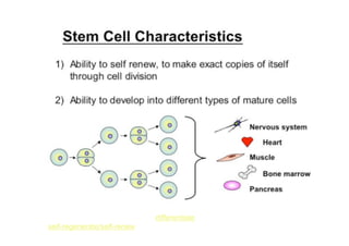 Recent Advances in the Clinical Applications of Stem Cells | PDF