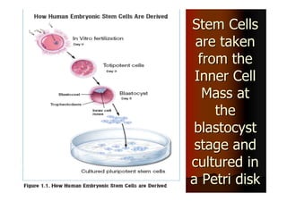 Recent Advances in the Clinical Applications of Stem Cells | PDF