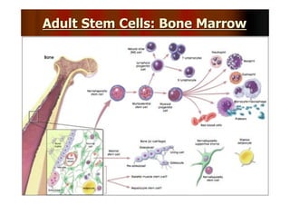 Recent Advances in the Clinical Applications of Stem Cells | PDF