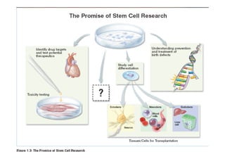 Recent Advances in the Clinical Applications of Stem Cells | PDF