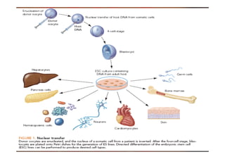 Recent Advances in the Clinical Applications of Stem Cells | PDF