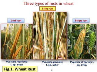 Wheat Rust Types Recent advancement in rust resistence in wheat,dayanand, 01986 | PPTX