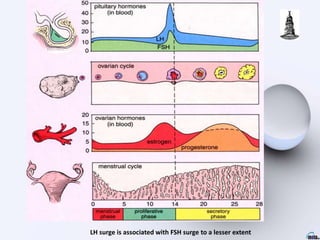 LH surge is associated with FSH surge to a lesser extent
 