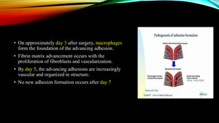 • On approximately day 3 after surgery, macrophages
form the foundation of the advancing adhesion.
• Fibrin matrix advancement occurs with the
proliferation of fibroblasts and vascularization.
• By day 5, the advancing adhesions are increasingly
vascular and organized in structure.
• No new adhesion formation occurs after day 7
 