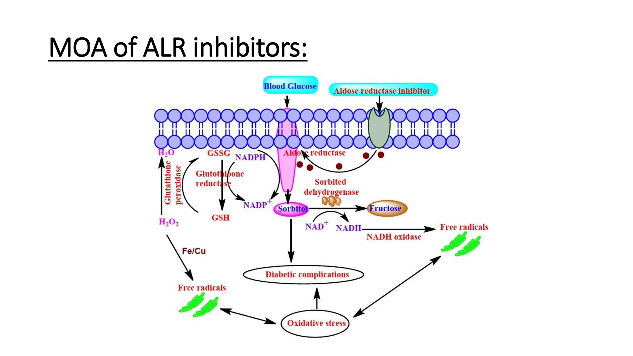 RECENT ADVANCES IN ANTI-DIABETIC THERAPY.pptx