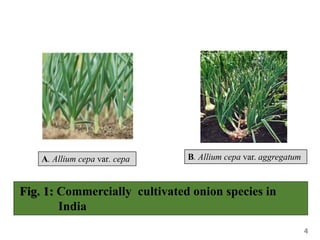 Recent advancesin crop improvement and production of onion (Allium cepa ...