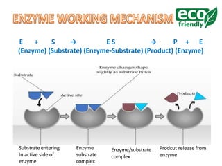 E + S → E S → P + E
(Enzyme) (Substrate) (Enzyme-Substrate) (Product) (Enzyme)
Substrate entering
In active side of
enzyme
Enzyme
substrate
complex
Enzyme/substrate
complex
Prodcut release from
enzyme
 