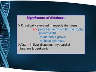  Drastically elevated in muscle damages
eg- progressive muscular dystrophy
poliomyelitis
myasthenia gravis
multiple sclerosis.
Also ↑ in liver diseases, myocardial
infarction & Leukemia.
 