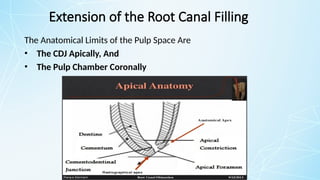Extension of the Root Canal Filling
The Anatomical Limits of the Pulp Space Are
• The CDJ Apically, And
• The Pulp Chamber Coronally
 